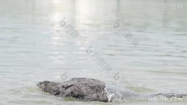 黑天鹅在水里戏水潜水